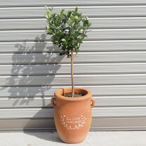 楽天市場】フェイジョア 鉢植えの通販