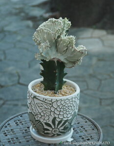 �y���i�z�T�{�e�� "�}�n���W��"�@���A���i���픫�E��M�t�j�i���[�t�H���r�A/���N�e�A�@"�喾�_"�j�i�S�̂̍����F35cm���O�j2025.10���B�e