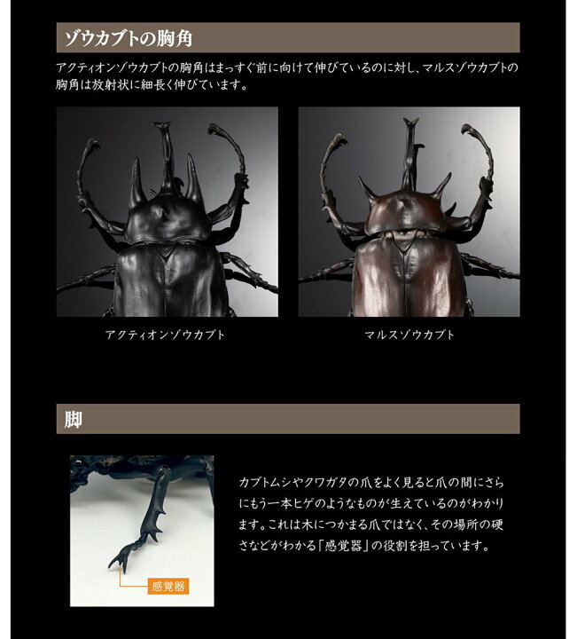いきもの大図鑑アドバンス ヘラクレスオオカブト : ヘラクレスオオカブト｜いきもの大図鑑 いきもの大図鑑 アドバンス オンライン版 ゾウカブトとヘラクレスオオカブト  ヘラクレスヘラクレス いきもの大図鑑アドバンス「ヘラクレスオオカブト」オンライン版全３種開封し ... 【カプセル版】いきもの大図鑑 ゾウカブトとヘラクレスオオカブト 2種セット