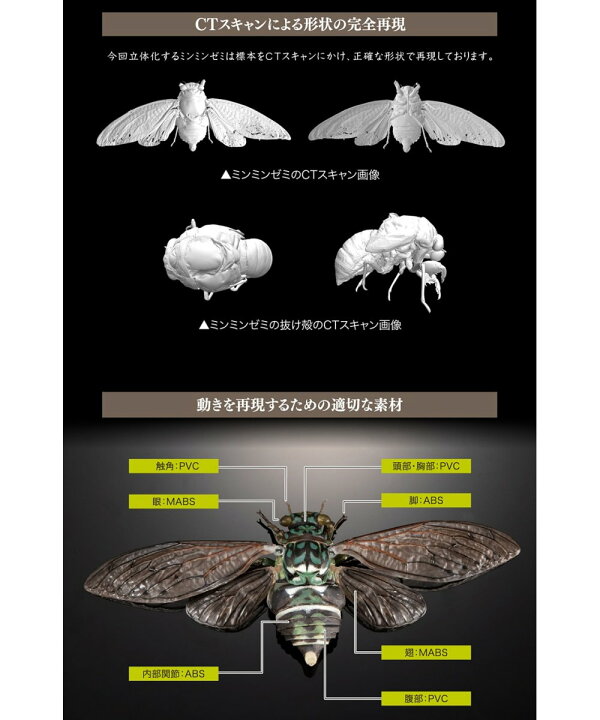 楽天市場】バンダイ いきもの大図鑑アドバンス セミ01 ディスプレイ 