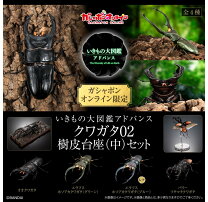 楽天市場】クワガタ 福袋（ホビー）の通販