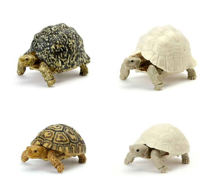 楽天市場 バンダイ ガシャポン いきもの大図鑑 かめ05 ワニガメなし４種セット 四季の宝箱