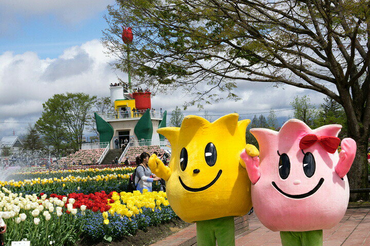 楽天市場 チューリップ 球根 過去に皇室に献上された最高級 おまかせ ミックス 個 球 国産 日本製 送料無料 仏具販売 四季彩の店