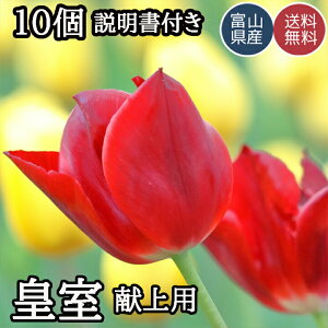 チューリップ 球根 送料無料の人気商品 通販 価格比較 価格 Com