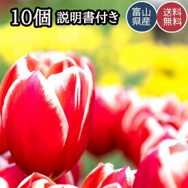 チューリップ 球根 おまかせミックスも 可愛いお花 安心の国内出荷 10個 10球 日本製 国産 送料無料