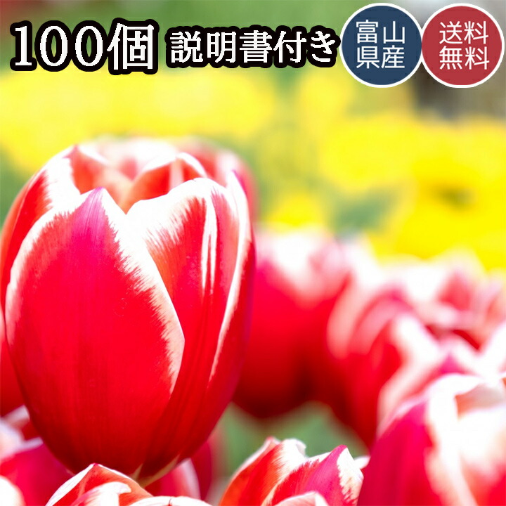 卸直営 送料無料 昔ながらのチューリップ 球根 ミックス 新品本物 日本製 国産 チューリップ 100個 100球 可愛いお花 安心の国内出荷 おまかせミックスも