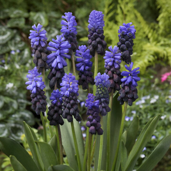 楽天市場 ムスカリ 球根 お任せ品種 秋冬植え 春咲き 寄せ植え 青や紫系 30球 仏具販売 四季彩の店