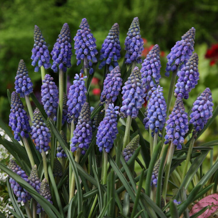 楽天市場 ムスカリ 球根 お任せ品種 秋冬植え 春咲き 寄せ植え 青や紫系 30球 仏具販売 四季彩の店