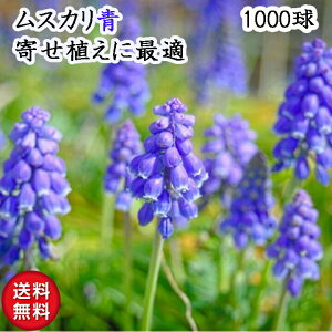 ムスカリ 球根 お任せ品種 秋冬植え 春咲き 寄せ植え 青や紫系 1000球