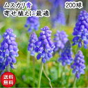 ムスカリ 球根 お任せ品種 秋冬植え 春咲き 寄せ植え 青や紫系 200球
