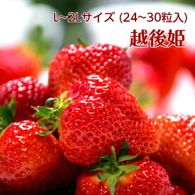 越後姫　24～30粒入新潟ブランド苺　新潟県産苺　イチゴ　いちご　果物フルーツ　北越いちば【単品配送】【産地直送品】【送料無料・クール便配送】【沖縄・離島配送不可】【同梱不可】【配送日指定不可】【前払決済不可】