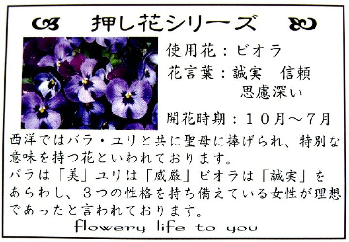 楽天市場 押し花 りん棒置き ビオラ おぶつだんの志喜屋 楽天市場店 楽天市場 押し花 りん棒置き ビオラ おぶつだんの志喜屋 楽天市場店