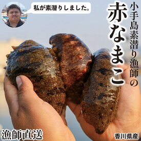 【早割500円OFF】【予約受付中！】 香川県産 赤なまこ（アカナマコ） なまこ 赤ナマコ ナマコ 素もぐり漁獲 新鮮 海鼠 香川県 産地直送 お取り寄せ 業務用 家庭用 海鮮 海鮮料理 海の幸 健康食品 中国料理 高級食材