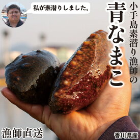 【早割500円OFF】【予約受付中】 香川県産 青なまこ（アオナマコ） なまこ 青ナマコ マナマコ 素もぐり漁獲 新鮮 海鼠 香川県 産地直送 お取り寄せ 業務用 家庭用 海鮮 海鮮料理 海の幸 健康食品 中国料理 高級食材