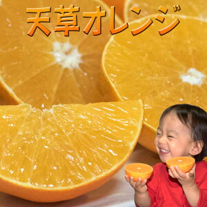 V ݂ p 2kg 6ʓ    i 蕨 VIW V^S[