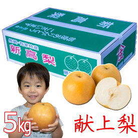 新高 梨 10玉入り (500g以上) 5kg 高級梨 農家直送 贈答用 秀品 大玉 新高梨 食品 フルーツ 果物 和梨 送料無料