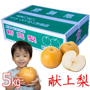 V  6ʓ (800gȏ̑) 5kg  _ƒ p Gi  V Hi t[c ʕ a 