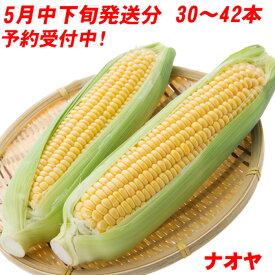 予約受付中！ とうもろこし ゴールドラッシュ 10〜14本 4kg以上×3セット とうきび バーベキュー BBQ 九州 島原産 農家 産地 直送 朝もぎ でをお届けします プレゼント まとめ買い 父の日 ギフト