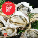 ＼50％OFFクーポンSALE／15日23：59まで【隠岐島直送】いわがき春香 食べごろサイズ 約2kg10～12個 生食 岩ガキ 岩が…