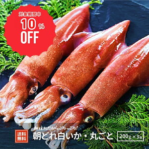 y10%OFFI12/4()20`SALEłēzyB򓇒zyTCY3tzۂƓ600g CJ CJ  hg  ܂ Ⓚ RA  B ǂ Yn yY 