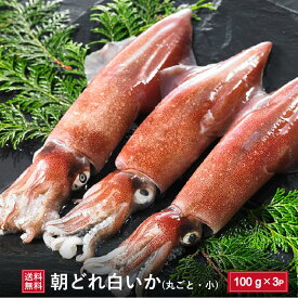楽天市場 剣先イカの通販