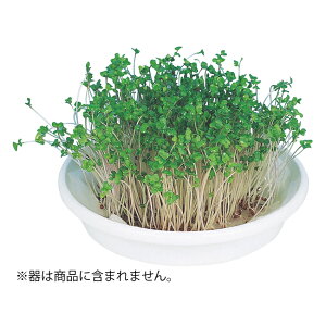 A[ebN k͔|jbg ubR[XvEg | H m  t  102969 
