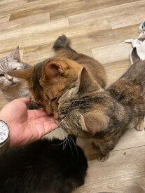 ねこのおやつ　しまんま　【燻製】20g　5点セット　新鮮なお魚　無添加　国産　瞬間冷凍　全猫種