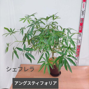 観葉植物 シェフレラ 7号の人気商品 通販 価格比較 価格 Com