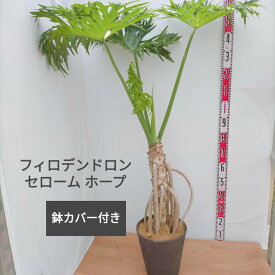 楽天市場 セローム 幹上がりの通販
