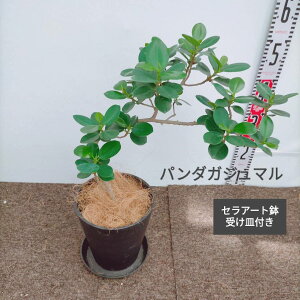観葉植物 パンダガジュマルの人気商品 通販 価格比較 価格 Com