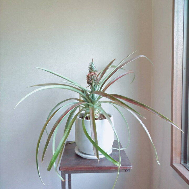 楽天市場 観葉植物 観賞用パイナップル 陶器鉢受皿付き オレンジ斑入り コロナ 希少品種レア セメント風 6号 南国 シミズナーセリーフラワーショップ