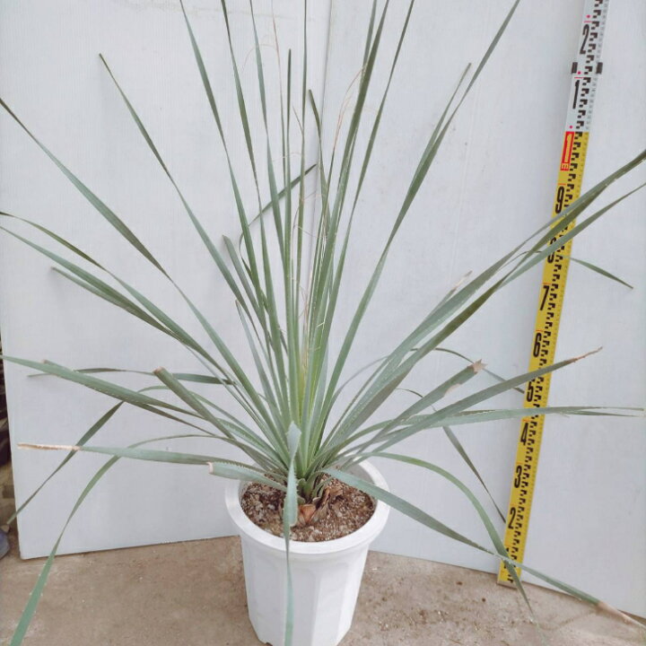 楽天市場】【観葉植物】ダシリリオン グラウコフィルム 10号 大型大株 