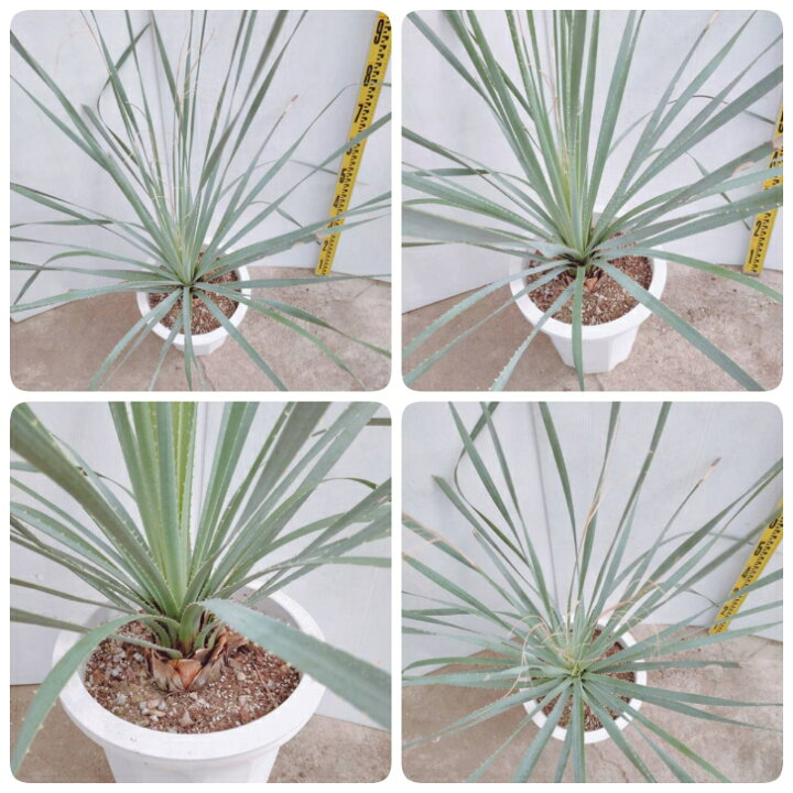 楽天市場】【観葉植物】ダシリリオン グラウコフィルム 10号 大型大株 