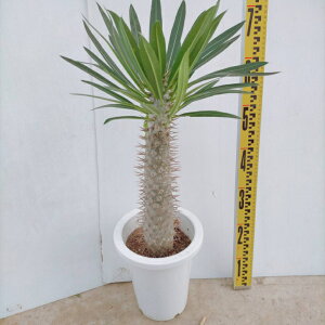 観葉植物 サボテン 大型の人気商品 通販 価格比較 価格 Com
