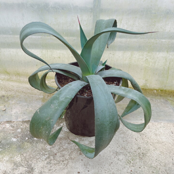 楽天市場】【観葉植物】アガベ ウェベリー 7号 大型大株 ドライ 