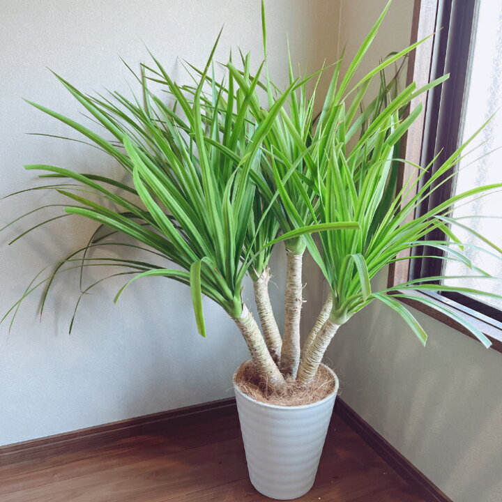 楽天市場】【観葉植物】ドラセナ カンボジア—ナ 8号 プラコッタ鉢受皿 