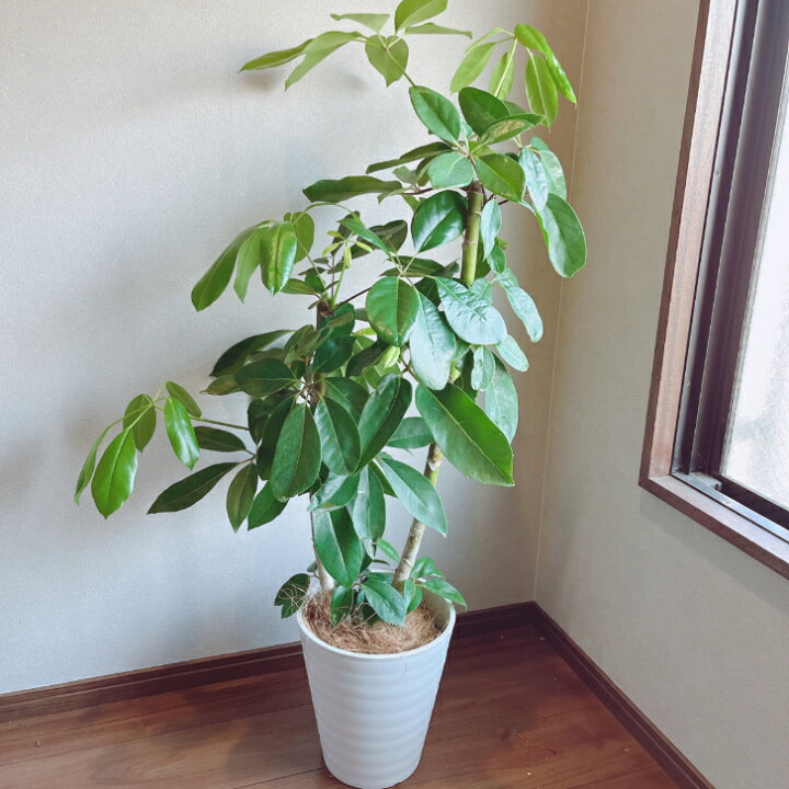 楽天市場】【観葉植物】ブラッサイア 8号 プラコッタ鉢受皿付き 