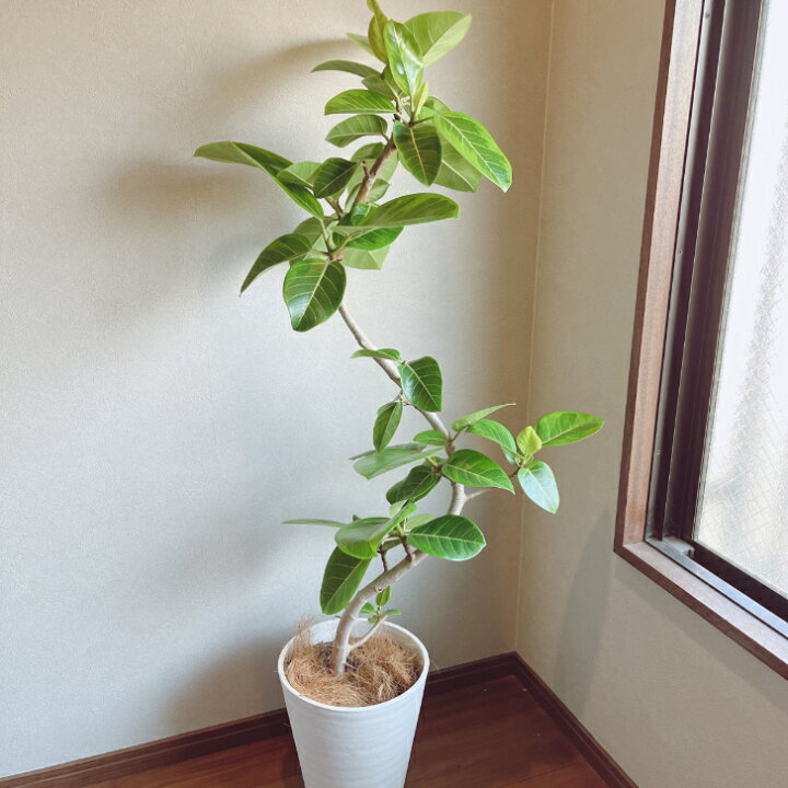 楽天市場】【観葉植物】フィカス アルテシマ 曲がり 8号プラコッタ鉢 