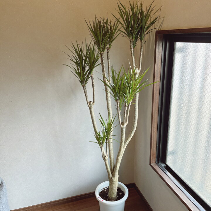 楽天市場】【観葉植物】ドラセナ コンシンネ 8号鉢 大型大株 