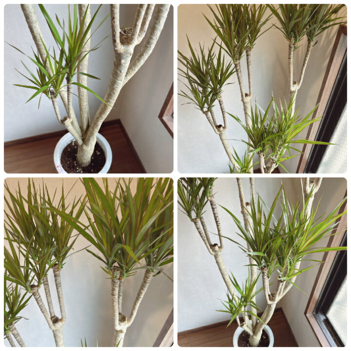 楽天市場】【観葉植物】ドラセナ コンシンネ 8号鉢 大型大株 