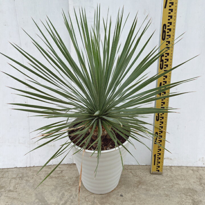 楽天市場】【観葉植物】ユッカ ロストラータ 8号プラコッタ鉢 幹上がり 