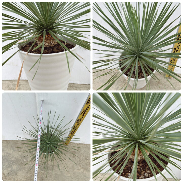 楽天市場】【観葉植物】ユッカ ロストラータ 8号プラコッタ鉢 幹上がり 