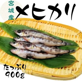 めひかり 宮城県産 メヒカリ たっぷり 900g 鮮度 そのまま 急速 冷凍