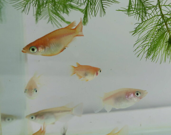 楽天市場 メダカ めだか 半ダルマ1匹ダルマメダカ 半だるま 種類 淡水魚 観賞魚 観賞用 アクアリウム 観賞魚 活えさ 下総ファーム