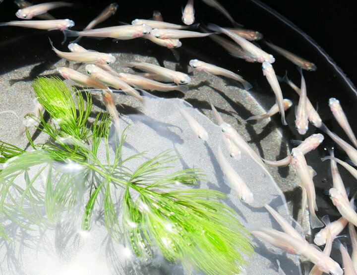 楽天市場 めだか メダカ 白メダカ 10匹白めだか シロメダカ 埼玉産 観賞魚 活えさ 下総ファーム