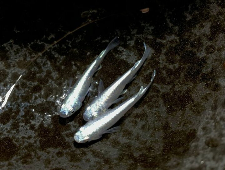 楽天市場 メダカ めだか プラチナミユキ 成魚5匹鉄仮面 変わり 種類 生体 成魚 淡水魚 観賞 魚 観賞用 アクアリウム 埼玉 県産 観賞魚 活えさ 下総ファーム
