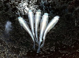 楽天市場 極 龍 メダカの通販