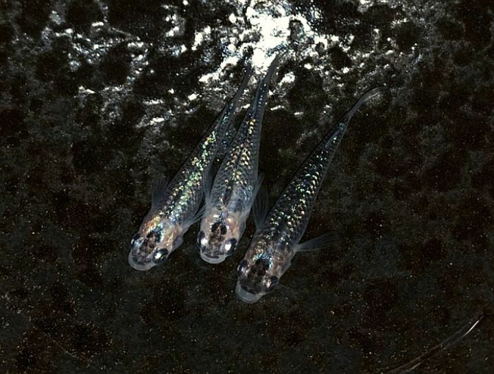 楽天市場 メダカ めだか 夜桜 5匹セット 2ペア 1匹 2色 ラメ 種類 淡水魚 観賞魚 観賞用 アクアリウム 埼玉 県産 観賞魚 活えさ 下総ファーム