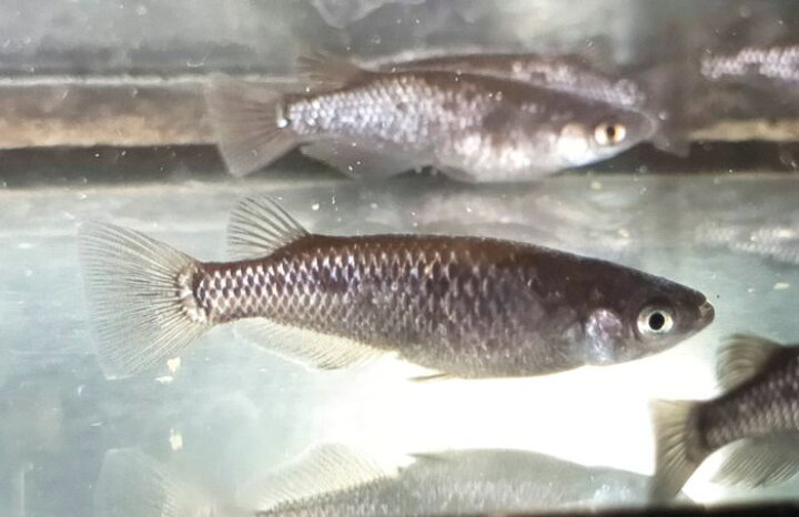 楽天市場 めだか ブラックダイヤ Ver 1匹 観賞魚 活えさ 下総ファーム