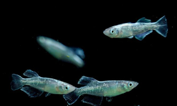 楽天市場 めだか メダカ ドラゴンブルー 3匹 1ペア 1匹 観賞魚 活えさ 下総ファーム